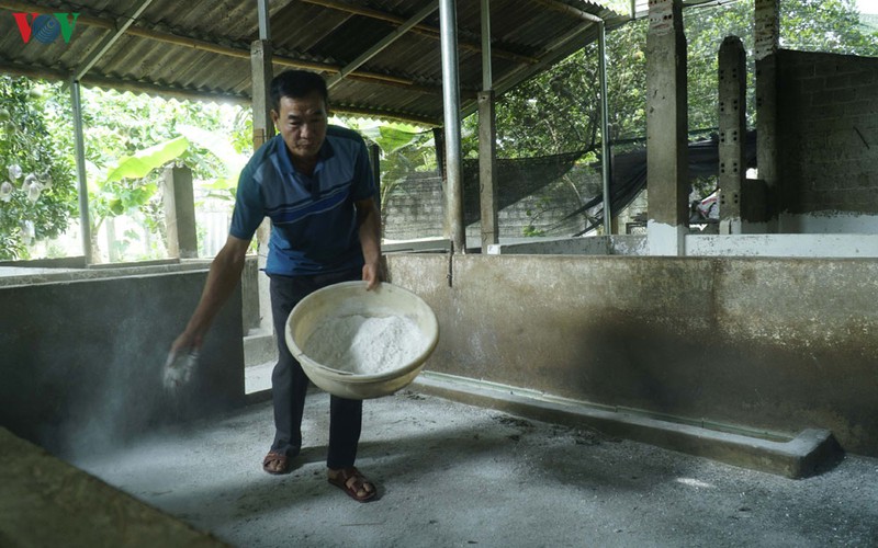 Dù đã thực hiện đầy đủ các biện pháp vệ sinh tiêu độc khử trùng nhưng đàn lợn của gia đình ông Trần Xuân Dụ vẫn bị mắc dịch lần 2, phải tiêu hủy toàn bộ. 