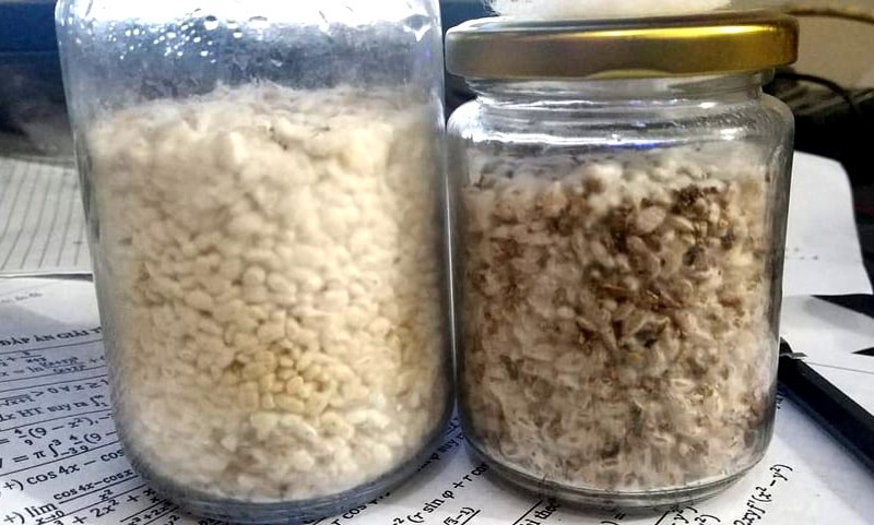  &quot;Nấm thức thần &quot; được coi là một loại ma túy.