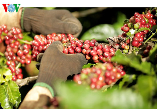 Xuất khẩu cà phê đạt hơn 1,6 tỷ USD trong 6 tháng đầu năm.