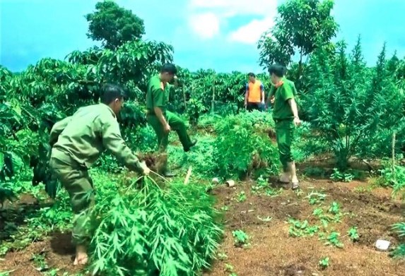 Sau khi phát hiện, Công an huyện Ea H’leo tiến hành nhổ bỏ và tiêu hủy toàn bộ số cây cần sa trồng trái phép theo quy định.