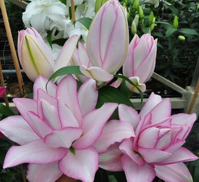 Loại hoa ly kép giống mới được trồng tại Đà Lạt (Ảnh: Dân Trí)