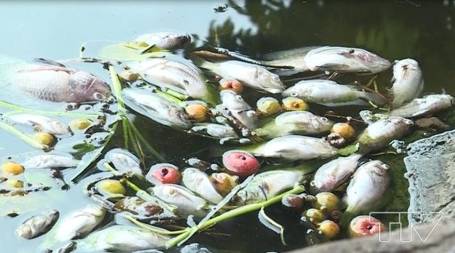 Cá chết bất thường tại hồ điều hòa Công ty cổ phần Bia Thanh Hóa