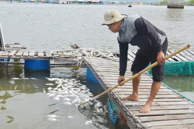 Cá tại các lồng nuôi của ông Nguyễn Văn Vinh, tiểu khu 3, xã Long Sơn, TP. Vũng Tàu, tỉnh Bà Rịa-Vũng Tàu chết khoảng 60%.