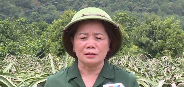 Bà Nguyễn Thị Dung - Thôn 1, thị trấn Vân Du, huyện Thạch Thành, tỉnh Thanh Hóa: Để có được vùng cây ăn quả như hiện nay gia đình tôi đã phải đầu tư rất nhiều nhưng đến nay đã khẳng định được giá trị và hiệu quả trên một đơn vị diện tích. 1 ha đã cho thu nhập từ 300 đến 500 triệu đồng một năm