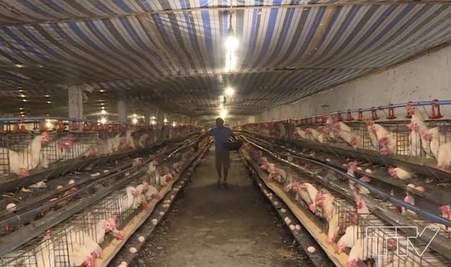 Trại nu&ocirc;i g&agrave; của  &ocirc;ng L&ecirc; Văn Doanh, th&ocirc;n Đại Lộc, thị trấn B&uacute;t Sơn, huyện Hoằng H&oacute;a, tỉnh Thanh H&oacute;a