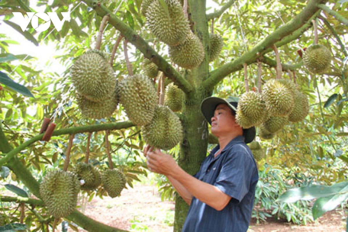 Vườn sầu riêng của hộ nông dân trên địa bàn xã Tam Giang, huyện Krông Năng