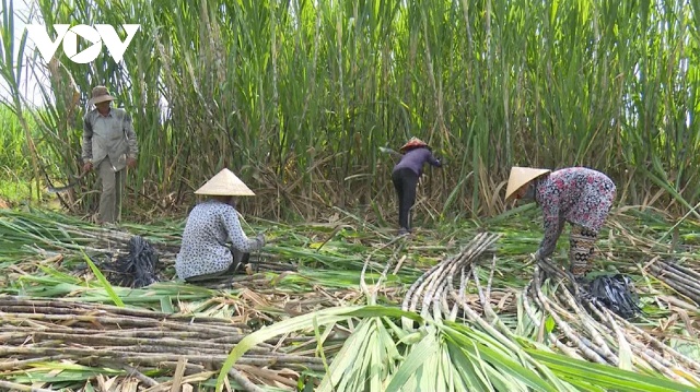 Ngành mía đường đang chịu “cú đấm kép” từ dịch Covid-19 và ATIGA.