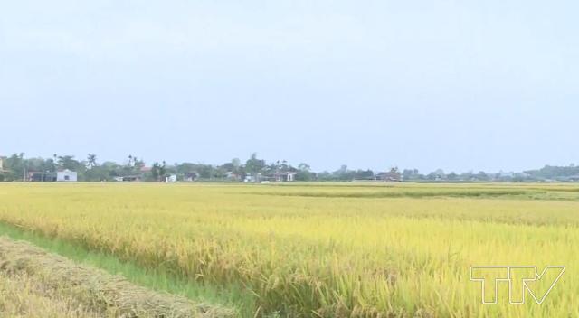 Năng suất lúa vụ thu mùa ở Thanh Hóa đạt 53,5 tạ/ha