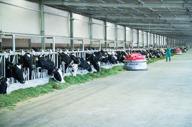 Vinamilk hướng đến tương lai chăn nuôi bền vững với hạt nhân là hệ thống các trang trại bò sữa. Ảnh: VGP/Minh Thi