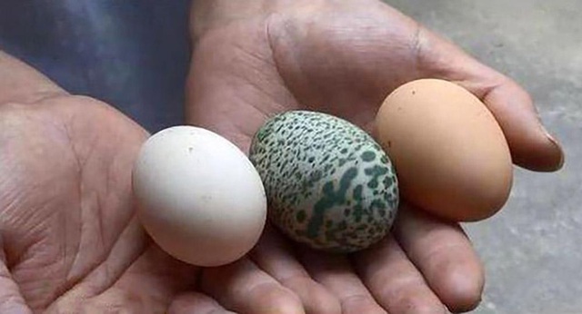 Quả trứng gà màu xanh có kích thước tương tự như các quả trứng khác.