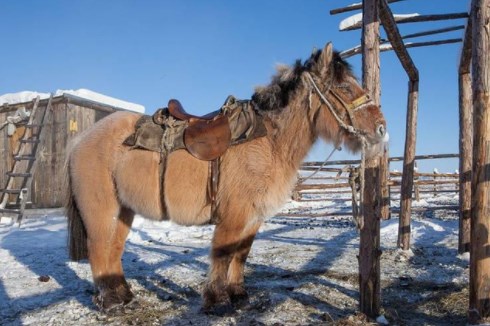 Ngựa Yakutian.