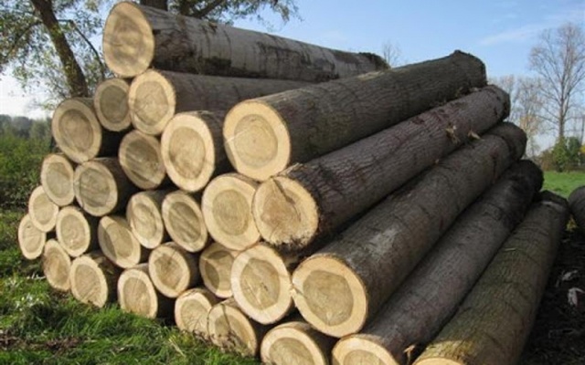 Kiểm soát tính hợp pháp của nguồn gỗ nguyên liệu là yếu tố sống còn của ngành gỗ Việt. (Ảnh minh họa: KT)