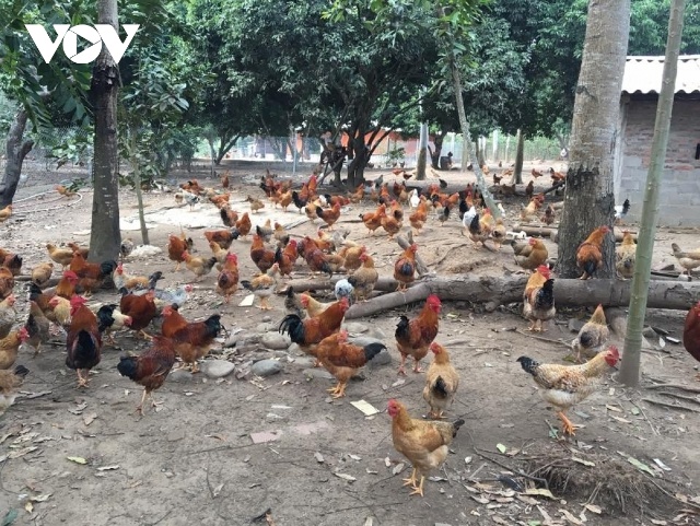 Dự kiến có 20 đội thi tới từ các HTX, trang trại chăn nuôi gà trên địa bàn huyện Tiên Yên tham dự Hội thi.