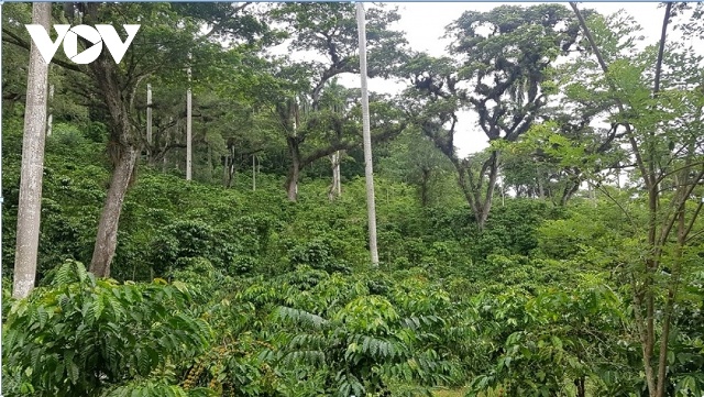 Mô hình trồng cà phê mang hệ sinh thái rừng