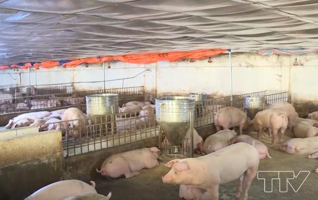 Giá thịt lợn bán tại chợ về mức rẻ nhất năm