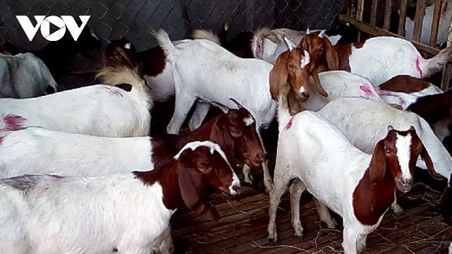 Hiện nay, thương lái đang thu mua dê thịt ở mức từ 135.000 - 145.000/kg.