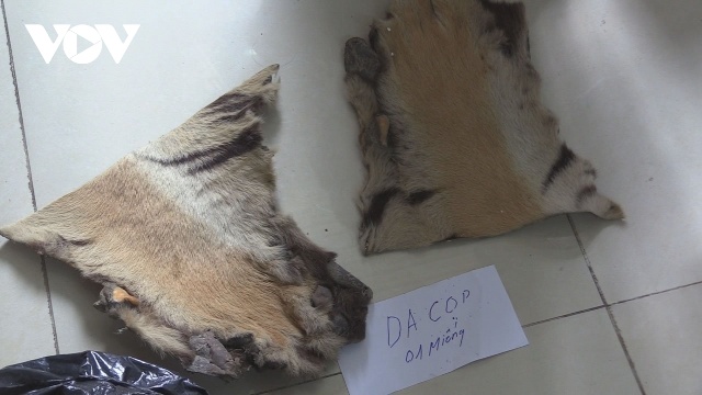 Da cọp - một trong số sản phẩm động vật được phát hiện tại cửa hàng của Ngô Hồng Phương.