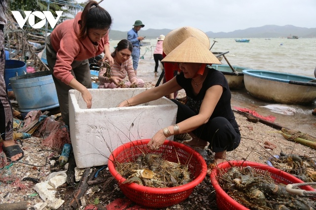 Người nuôi tôm hùm lồng tại thị xã Sông Cầu, tỉnh Phú Yên lâm vào cảnh trắng tay do tôm hùm chết hàng loạt bởi mưa bão.