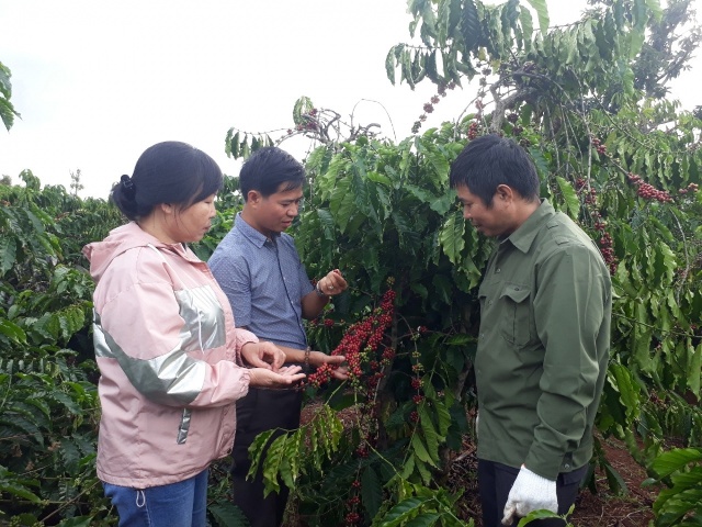 Nông dân Đắk Lắk thu hoạch cà phê niên vụ 2019-2020.