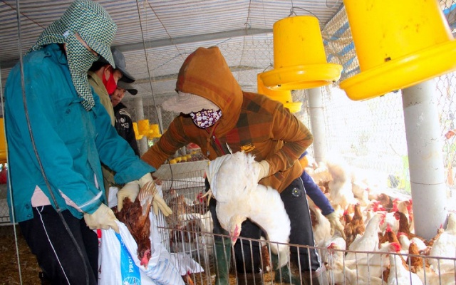 Xã Diễn Trung tiêu hủy số gà cbị nhiễm dịch cúm gia cầm A/H5N6 (Ảnh báo Nghệ An)