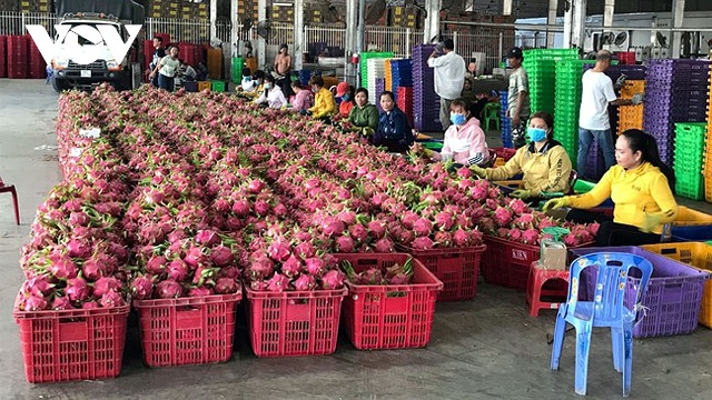 Xuất khẩu thanh long có giảm so với cùng kỳ năm trước.