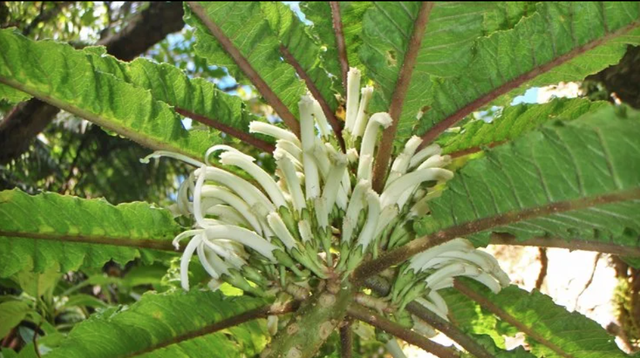 Hình ảnh loài hoa Cyanea heluensis