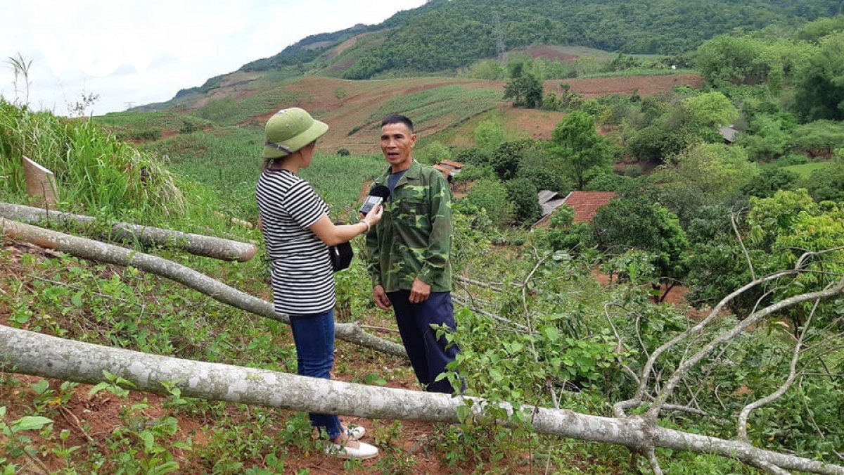 Phóng viên Thu Thùy (VOV Tây Bắc) tác nghiệp tại Vườn cao su ở bản Pang Héo, xã Chiềng Pằn, huyện Yên Châu (Sơn La)