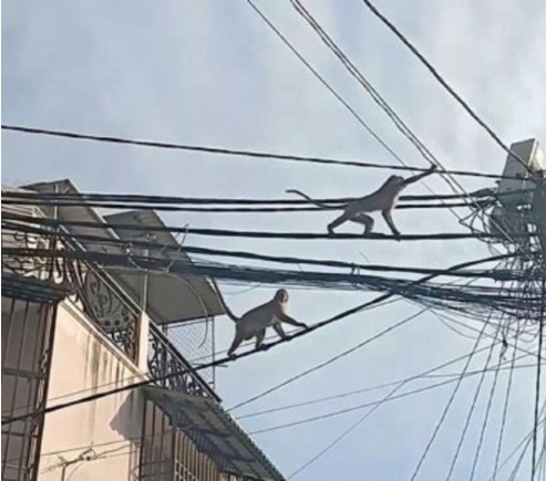 Đàn khỉ leo trèo trên dây điện trong khu phố
