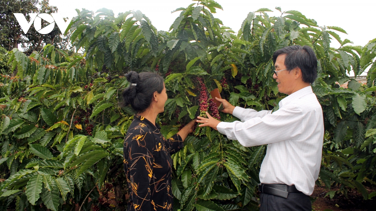 Cà phê trong những năm gần đây nằm trong nhóm những mặt hàng nông sản xuất khẩu chủ lực, chiếm tỷ trọng đáng kể trong tổng kim ngạch xuất khẩu hàng nông sản Việt Nam.
