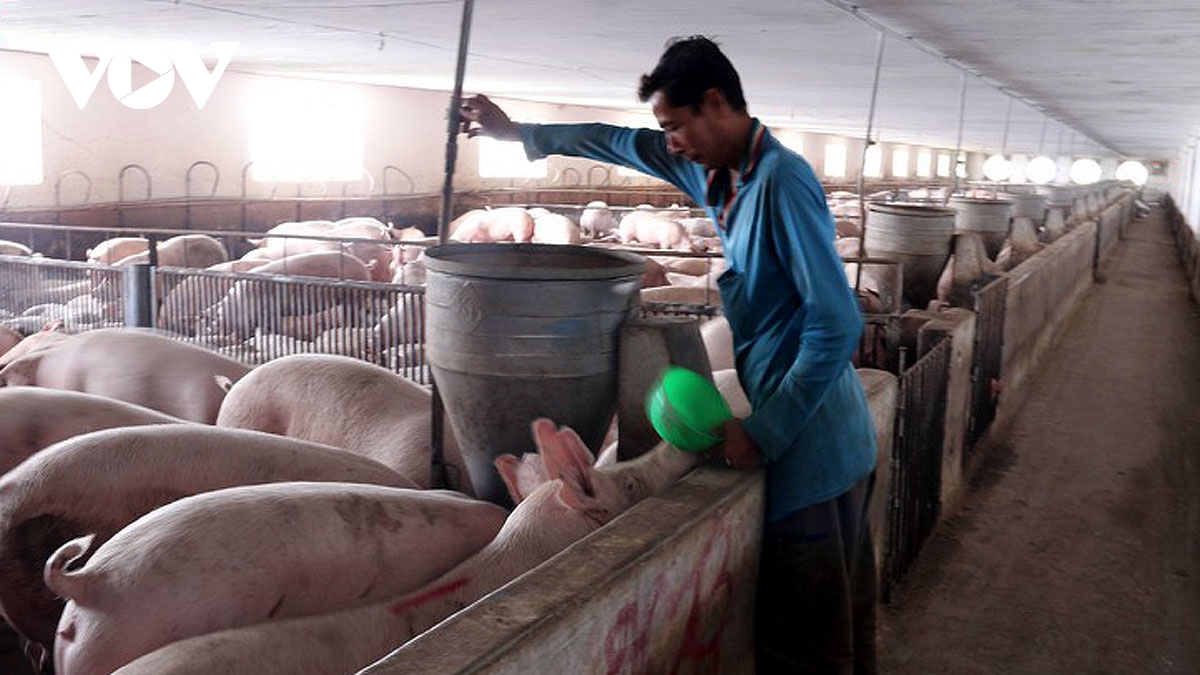 Việc tăng quy mô chăn nuôi, tái đàn lợn sau dịch tả lợn châu Phi đang được thực hiện tốt.