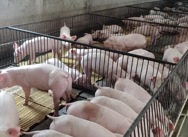 Giá lợn hơi chung ở cả 3 miền Bắc, Trung, Nam dao động ở mức 78.000-82.000 đồng/kg - Ảnh: VGP/Đỗ Hương