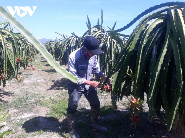 Anh Bùi Biển Đức, tỉnh Bình Thuận chăm sóc vườn thanh long chuẩn bị thu hoạch.