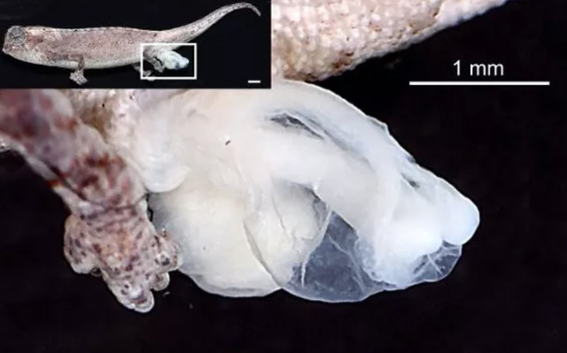 C&aacute;c hemipenes của B. nana d&agrave;i 2,5 mm khi trưởng th&agrave;nh ho&agrave;n to&agrave;n, tương đương 18,5% tổng chiều d&agrave;i cơ thể của n&oacute;.