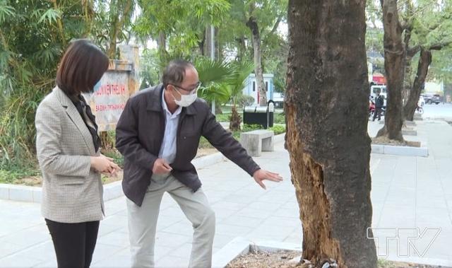 Đây là hình ảnh cây phượng đã bị mục gốc mà phóng viên Thời sự ghi nhận vào chiều ngày 18/2 tại vỉa hè khuôn viên Thiếu nhi, đường Lê Hoàn, thành phố Thanh Hóa. Theo phản ánh của người dân, gốc cây phượng này đã mục từ lâu.