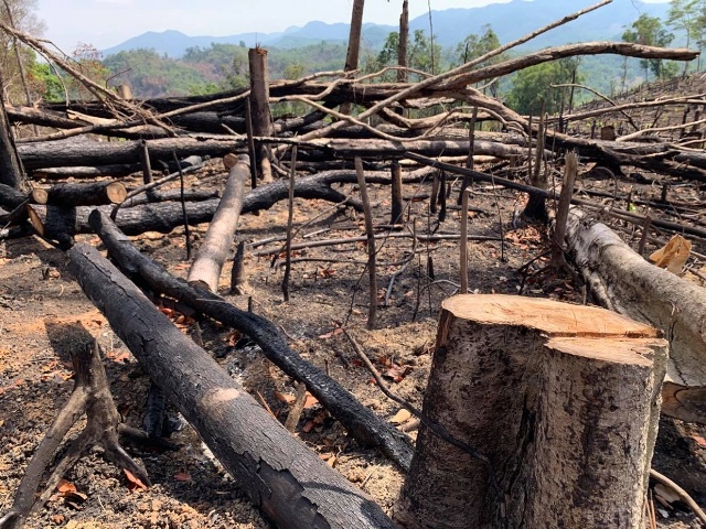 Rừng của Công ty Lâm nghiệp Ea Kar bị phá tan hoang.
