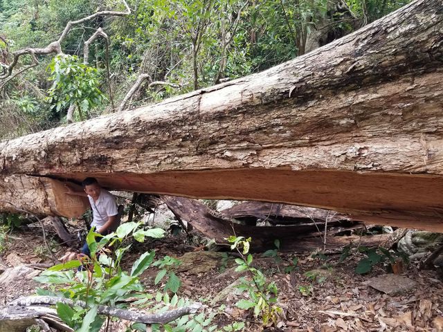 Trong thời gian qua, rất nhiều cây hương cổ thụ tại huyện Kbang đã bị chặt hạ
