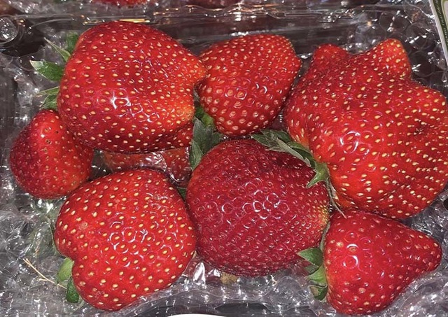 Dâu tây Mộc Châu đang đổ về Hà Nội có giá từ 200.000-450.000 đồng/kg, thậm chí có loại lên tới 800.000 đồng/kg