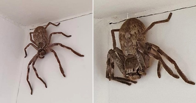 Con nhện xuất hiện trong phòng tắm nhà cô gái