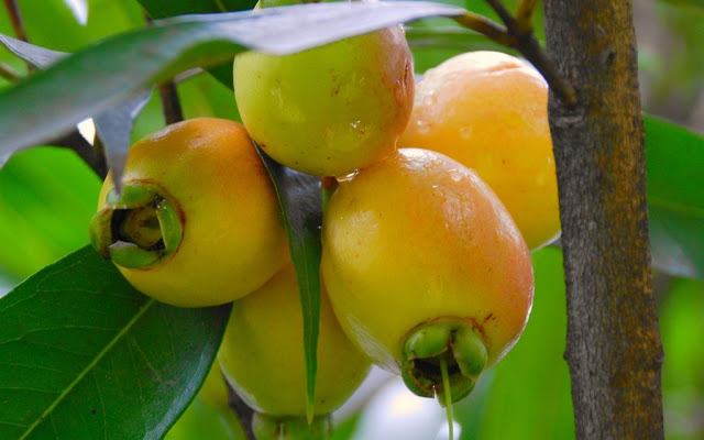 Trái lý hay còn gọi Roi, Mận Lý, Bồ đào, táo hồng - Rose apple.