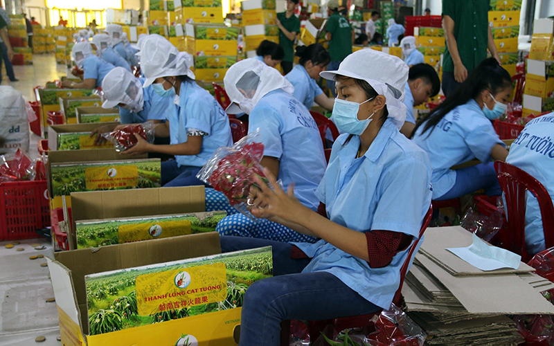 Những sản phẩm nông sản tươi ngon trên hình ảnh này được xuất khẩu từ Việt Nam đến nhiều quốc gia trên thế giới. Bạn sẽ cảm nhận được sự tươi mát và đa dạng về loại rau quả từ hình ảnh này. Hãy cùng xem để tìm hiểu thêm về tài nguyên thiên nhiên tuyệt vời của đất nước Việt Nam.