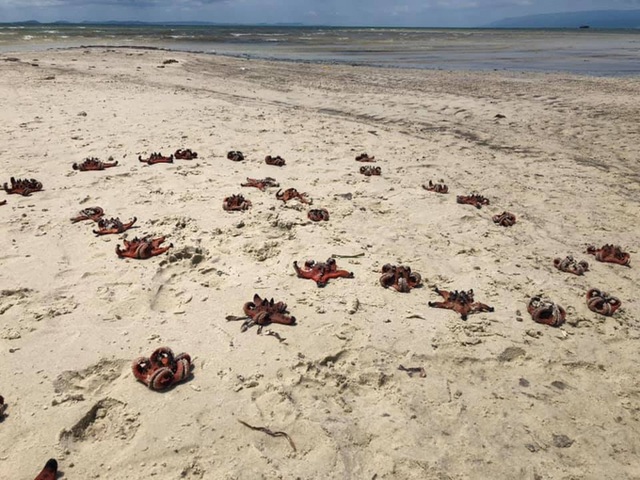 Bức ảnh chụp sao biển chết khô trên bờ biển Phú Quốc được một du khách đăng tải thu hút sự chú ý của dư luận.