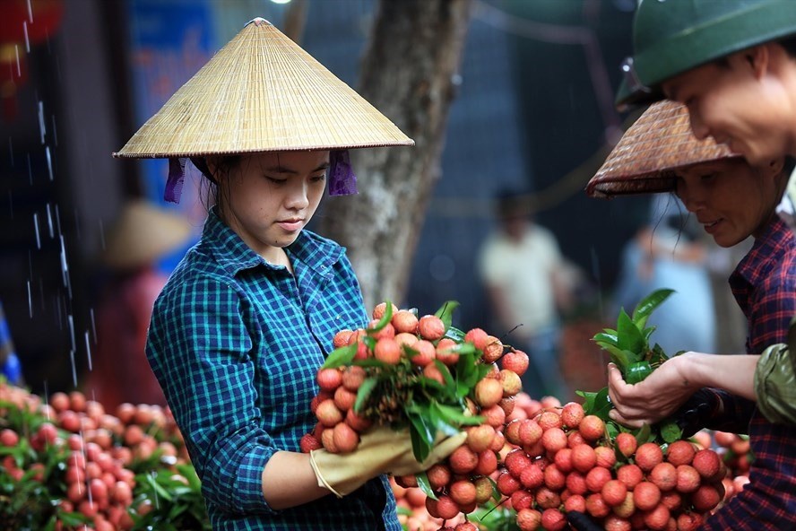 Vải thiều Lục Ngạn (Bắc Giang) là nông sản xuất khẩu chủ yếu sang Trung Quốc. Ảnh: Hải nguyễn