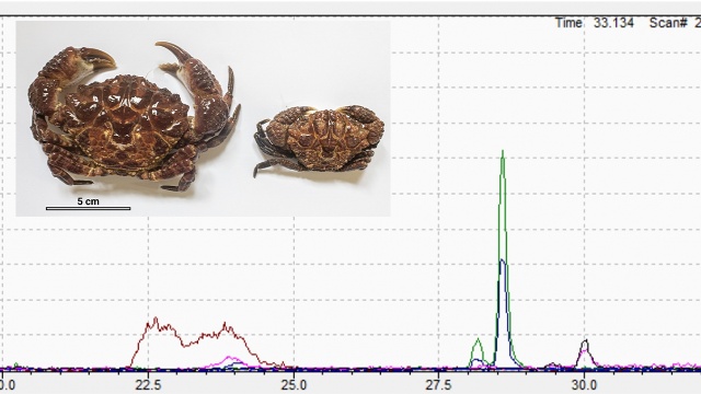 <span style="font-size:16px;"><span style="font-family:arial,helvetica,sans-serif;"><span style="color:#000000;">Sắc k&yacute; đồ LCMS của độc tố TTX v&agrave; Anh-TTX trong mẫu vật cua Quạt Demania renaudii  thu thập từ vụ ngộ độc thực phẩm tại Thanh Ho&aacute; 27/3/2021.</span></span></span>