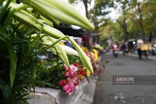 Hoa loa kèn (hoa của tháng tư) tràn ngập phố phường Hà Nội.