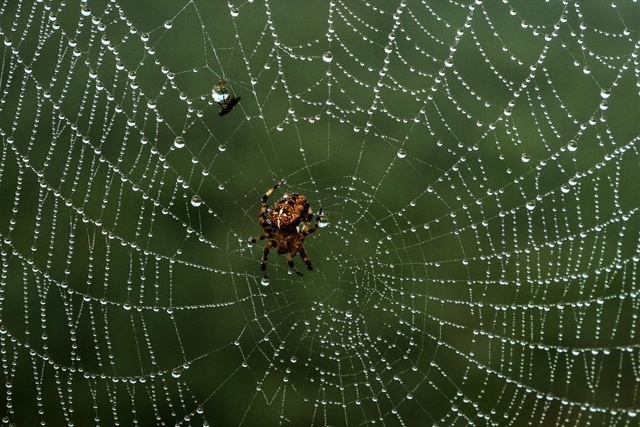 Các nhà khoa học Mỹ tạo ra âm nhạc từ mạng nhện. Ảnh: AFP.