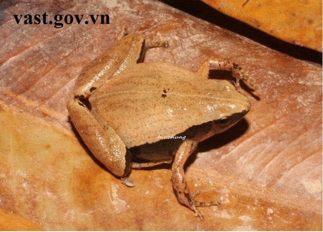Nhái bầu Ninh Thuận - Microhyla ninhthuanensis là một trong 2 loài nhái mới được phát hiện tại Việt Nam. (Ảnh: vast.gov.vn)