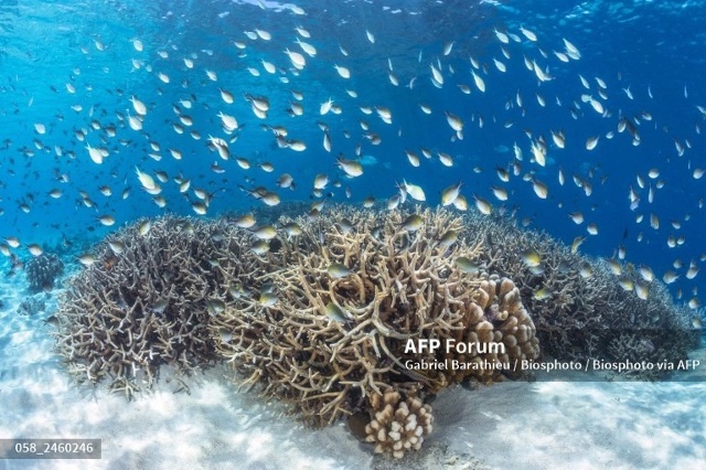 San hô là nơi cư trú của các đa dạng sinh học biển. Ảnh: AFP