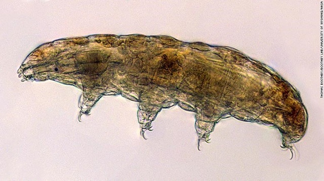 Tardigrade là sinh vật nhỏ bé, sống trong nước, thuộc nhóm các động vật có kích thước hiển vi có 8 chân. Dưới kính hiển vi, Tardigrade trông hơi giống những con gấu nhỏ - do đó có biệt danh là “gấu nước“. Gấu nước sẽ cùng với mực đuôi cộc đi lên trạm vũ trụ trong chuyến bay tháng 6 tới của SpaceX.