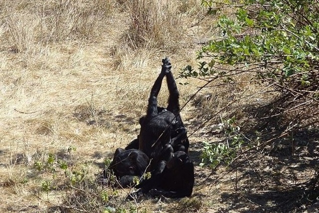 C&aacute;c nh&agrave; nghi&ecirc;n cứu cho rằng tinh tinh nắm chặt tay nhau khi chải chuốt cho nhau, giống như h&agrave;nh vi bắt tay ở con người. Ảnh: Đại học Antwerp