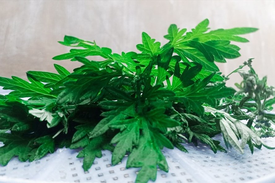 Ngải cứu rất tốt trong việc điều trị xương khớp, giảm đau bụng kinh. Ảnh: Thanh Ngọc.